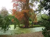 Chartres - Bras de l'Eure et île aux cyprès chauves du jardin d'horticulture - © Le Passant - 2022-10-28 Chartres - Bras de l'Eure et île aux cyprès chauves du jardin d'horticulture - © Le Passant - 2022-10-28