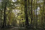 Le Poinçonnet - Forêt domaniale de Châteauroux - © Mairie du Poinçonnet - 2010-01-29 Le Poinçonnet - Forêt domaniale de Châteauroux - © Mairie du Poinçonnet - 2010-01-29