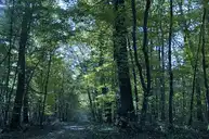 Le Poinçonnet - Forêt domaniale de Châteauroux - © Mairie du Poinçonnet - 2010-01-29
